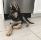 German Shepherd Puppies for sale in Carson City, NV, USA. price: $800