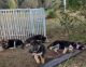 German Shepherd Puppies for sale in St Cloud, FL 34772, USA. price: $725