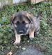 German Shepherd Puppies for sale in Elwood, IN 46036, USA. price: NA