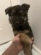 German Shepherd Puppies for sale in Carroll County, MD, USA. price: NA