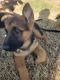 German Shepherd Puppies for sale in Whitesboro, TX 76273, USA. price: NA
