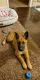 German Shepherd Puppies for sale in El Paso, TX, USA. price: $300