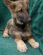 German Shepherd Puppies for sale in Choctaw, OK 73020, USA. price: NA