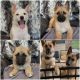 German Shepherd Puppies for sale in Temple, TX 76501, USA. price: $400