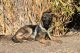 German Shepherd Puppies for sale in Riverside-San Bernardino-Ontario, CA, CA, USA. price: NA