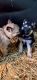 German Shepherd Puppies for sale in Milaca, MN 56353, USA. price: $700