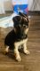 German Shepherd Puppies for sale in Woodland Hills, Los Angeles, CA, USA. price: NA