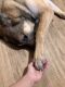 German Shepherd Puppies for sale in North Bethesda, MD, USA. price: $2,500