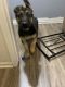 German Shepherd Puppies for sale in Woodland Hills, Los Angeles, CA, USA. price: NA