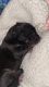 German Shepherd Puppies for sale in Rolla, MO 65401, USA. price: NA