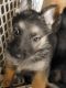 German Shepherd Puppies for sale in Washington Court House, OH 43160, USA. price: $250