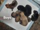 German Shepherd Puppies for sale in Pasadena, TX 77504, USA. price: NA