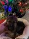 German Shepherd Puppies for sale in Grayling, MI 49738, USA. price: NA