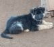 German Shepherd Puppies for sale in Ronda, NC 28670, USA. price: $650