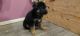 German Shepherd Puppies for sale in Littleton, CO 80128, USA. price: $1,500