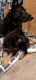 German Shepherd Puppies for sale in Littleton, CO 80128, USA. price: NA