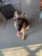 German Shepherd Puppies for sale in Frankfort, IL, USA. price: NA
