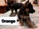 German Shepherd Puppies for sale in 509 E Broad St, Angola, IN 46703, USA. price: $1,100