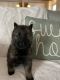 German Shepherd Puppies for sale in Fayetteville, NC, USA. price: NA