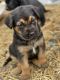 German Shepherd Puppies for sale in Auburn, ME 04210, USA. price: $1,000