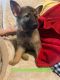 German Shepherd Puppies for sale in Newton Falls, OH 44444, USA. price: NA