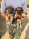 German Shepherd Puppies for sale in Samana Patiala Rd, Samana, Punjab 147101, India. price: 32000 INR