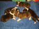 German Shepherd Puppies for sale in Guthrie, OK, USA. price: $350