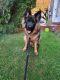 German Shepherd Puppies for sale in Allentown, PA, USA. price: $3,000