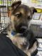 German Shepherd Puppies for sale in Prior Lake, MN, USA. price: $600