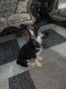 German Shepherd Puppies for sale in San Pedro, Los Angeles, CA, USA. price: NA