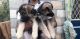 German Shepherd Puppies for sale in Delhi, India. price: NA