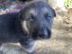 German Shepherd Puppies for sale in Crystal River, FL 34428, USA. price: NA