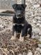 German Shepherd Puppies for sale in Fairview, SD 57027, USA. price: $400