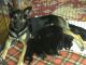 German Shepherd Puppies for sale in Torrington, WY 82240, USA. price: $700
