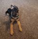 German Shepherd Puppies for sale in Nampa, ID, USA. price: NA