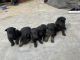 German Shepherd Puppies for sale in Sidhupura, Punjab 140405, India. price: 20000 INR