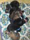 German Shepherd Puppies for sale in Spokane, WA, USA. price: $550