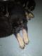 German Shepherd Puppies for sale in Oregon, OH, USA. price: NA