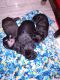 German Shepherd Puppies for sale in Barstow, CA, USA. price: NA