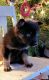German Shepherd Puppies for sale in Lewisburg, PA 17837, USA. price: NA