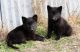 German Shepherd Puppies for sale in Telephone, TX 75488, USA. price: NA