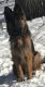 German Shepherd Puppies for sale in Holbrook, MA, USA. price: NA