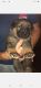 German Shepherd Puppies for sale in West Alexandria, OH 45381, USA. price: NA