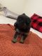 German Shepherd Puppies for sale in Minot, ND, USA. price: NA