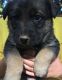 German Shepherd Puppies for sale in Redding, CA, USA. price: NA