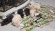 German Shepherd Puppies for sale in Kalamazoo, MI, USA. price: NA