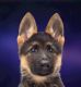 German Shepherd Puppies for sale in Cuttack, Odisha, India. price: 50000 INR