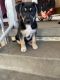 German Shepherd Puppies for sale in Oakland, CA, USA. price: $300