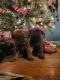 German Shepherd Puppies for sale in Detroit, MI, USA. price: $600