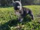German Shepherd Puppies for sale in Decatur, GA 30034, USA. price: NA